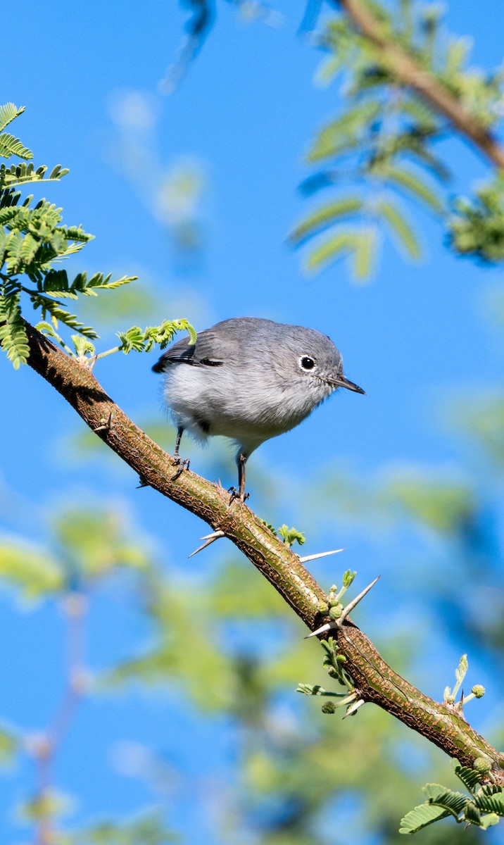 Blue-gray Gnatcatcher - ML644685853