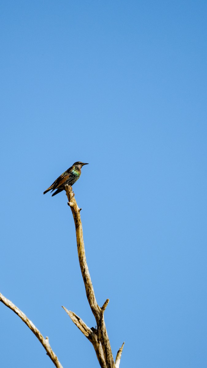 Шпак звичайний - ML644685855