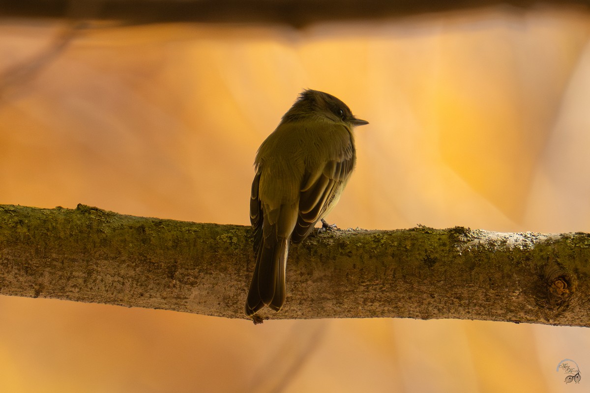 Eastern Phoebe - ML644685864