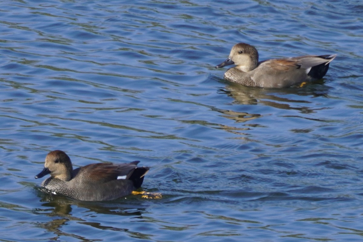 Canard chipeau - ML644685867