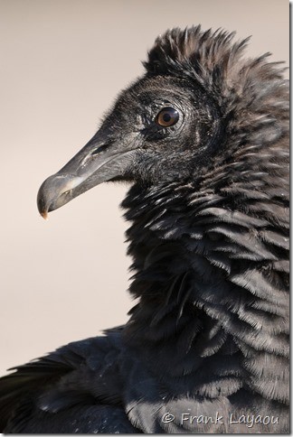Black Vulture - ML644685868