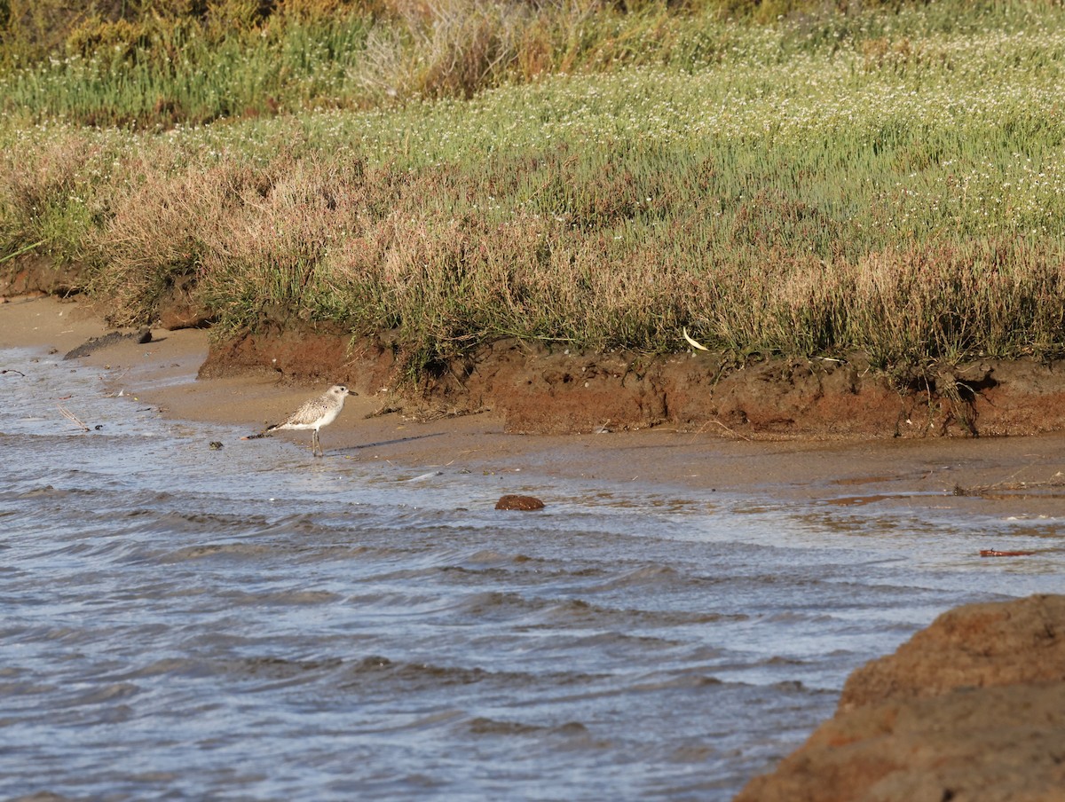 Black-bellied Plover - ML644685869