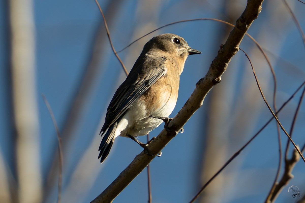 Eastern Bluebird - ML644685870