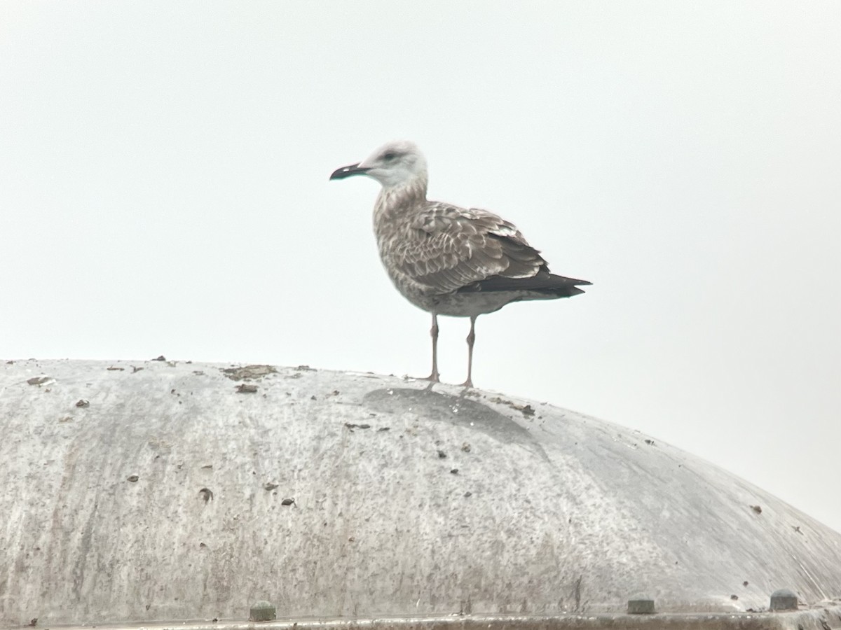 Caspian Gull - ML644685871