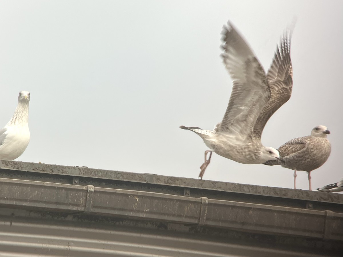 Caspian Gull - ML644685872