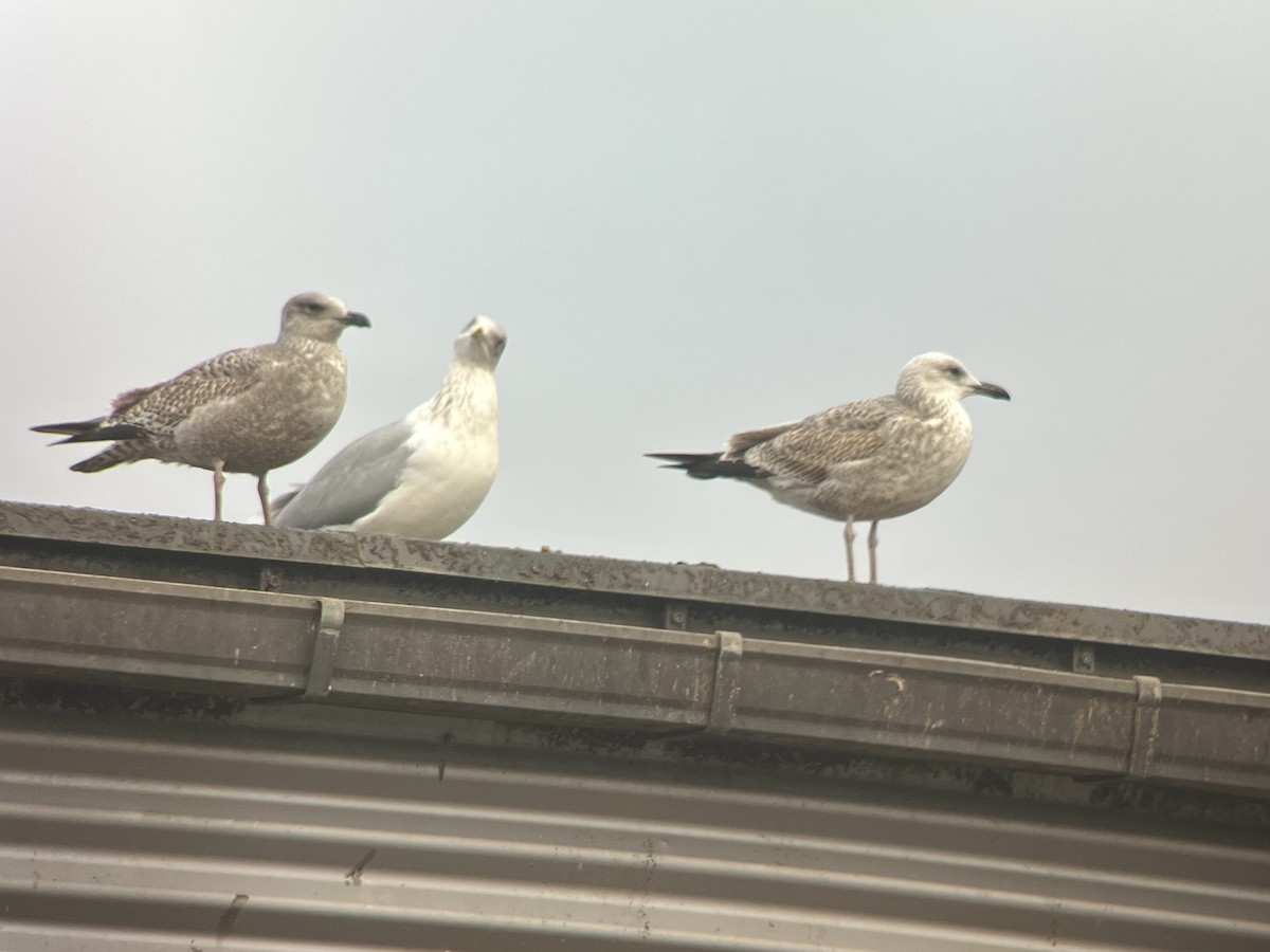 Caspian Gull - ML644685873