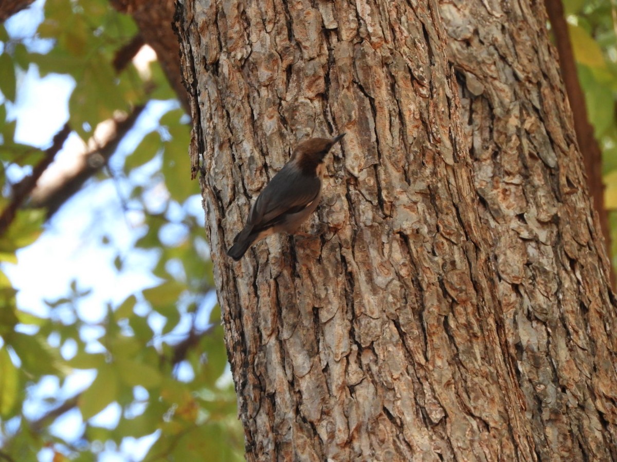 Brown-headed Nuthatch - ML644685874