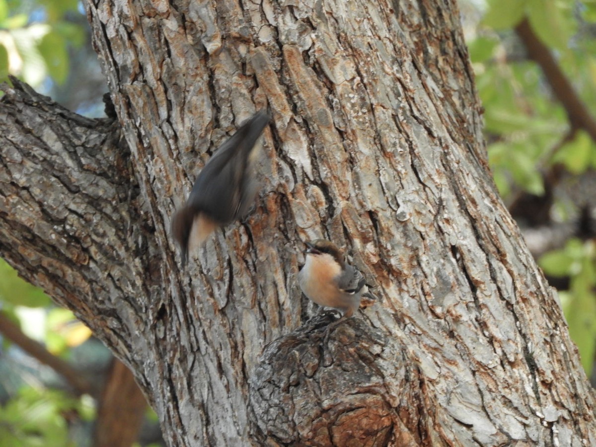 Brown-headed Nuthatch - ML644685875