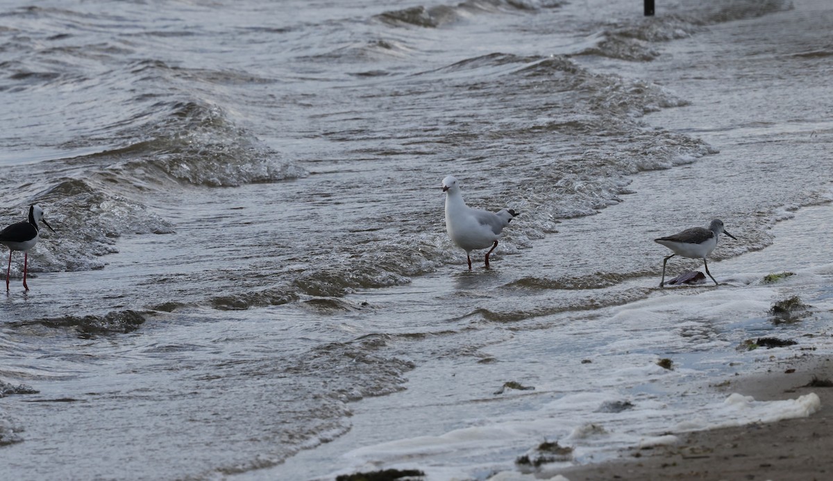 Common Greenshank - ML644685884