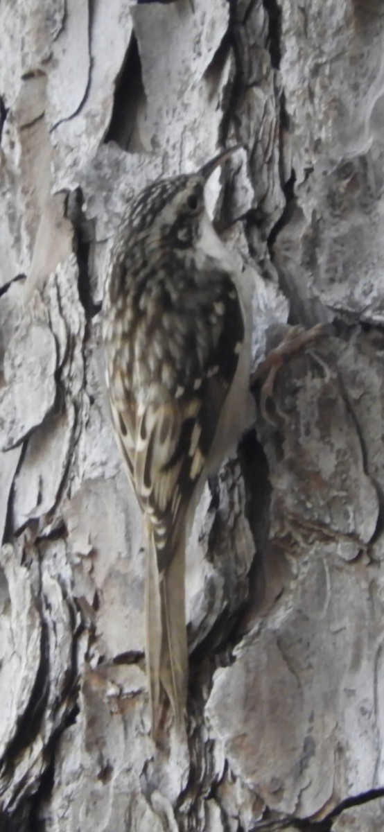 Grimpereau brun - ML644685885