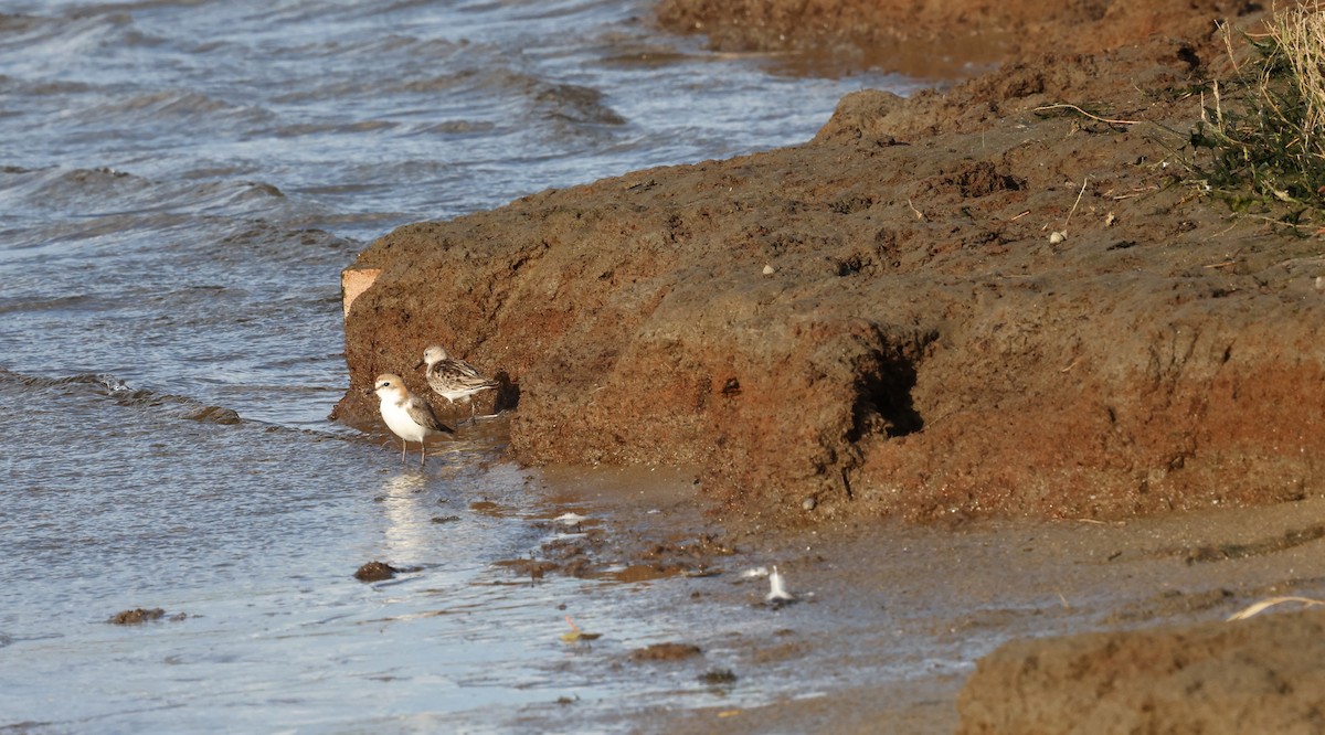 Red-necked Stint - ML644685888