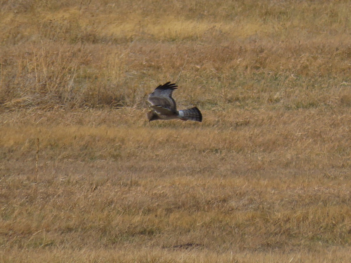 moták severoamerický - ML644685892