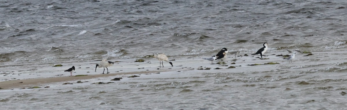 Australian Fairy Tern - ML644685901