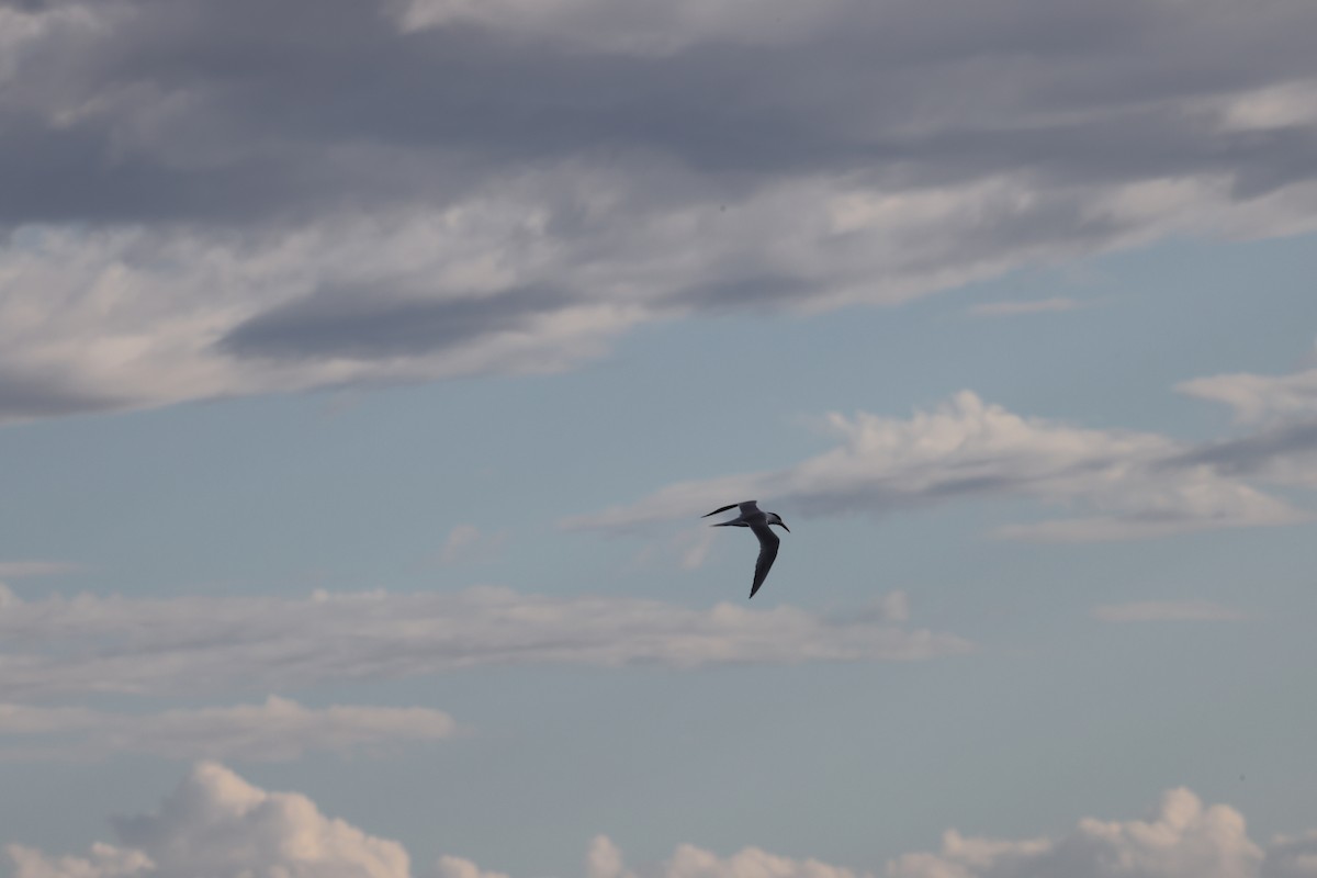 Great Crested Tern - ML644685906