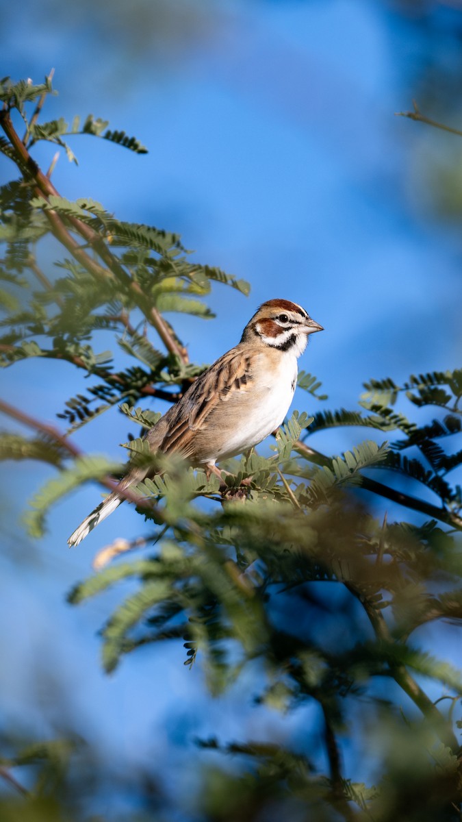 Lark Sparrow - ML644685909