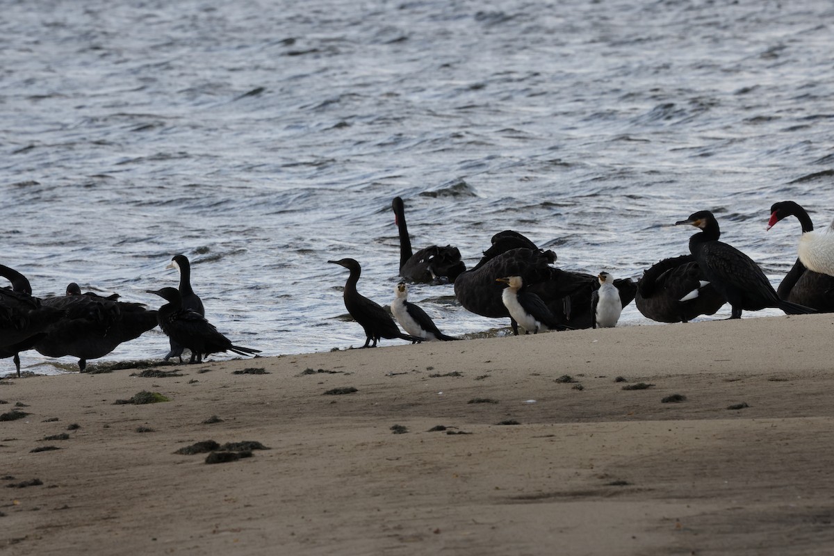 Little Pied Cormorant - ML644685912