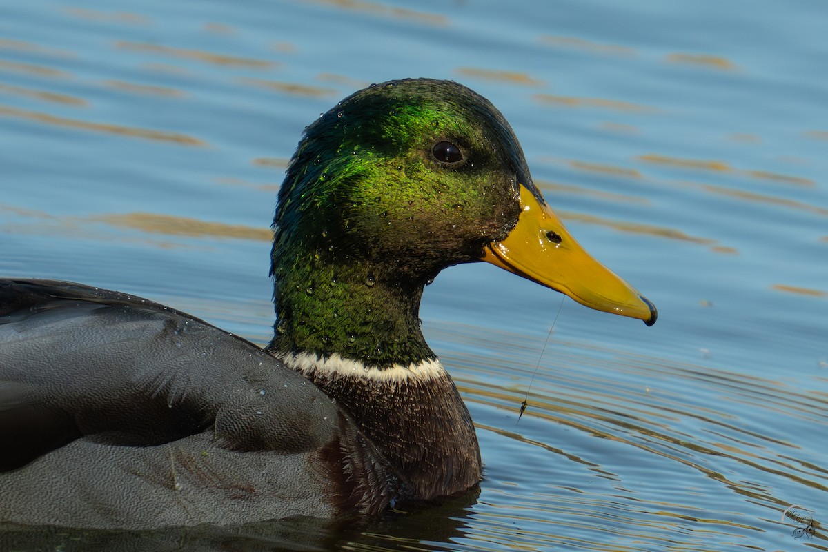 stokkand - ML644685915