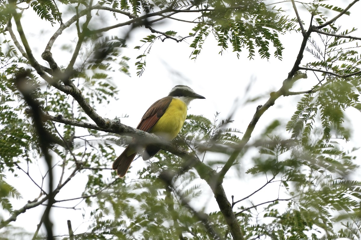 Bienteveo Común - ML644685919