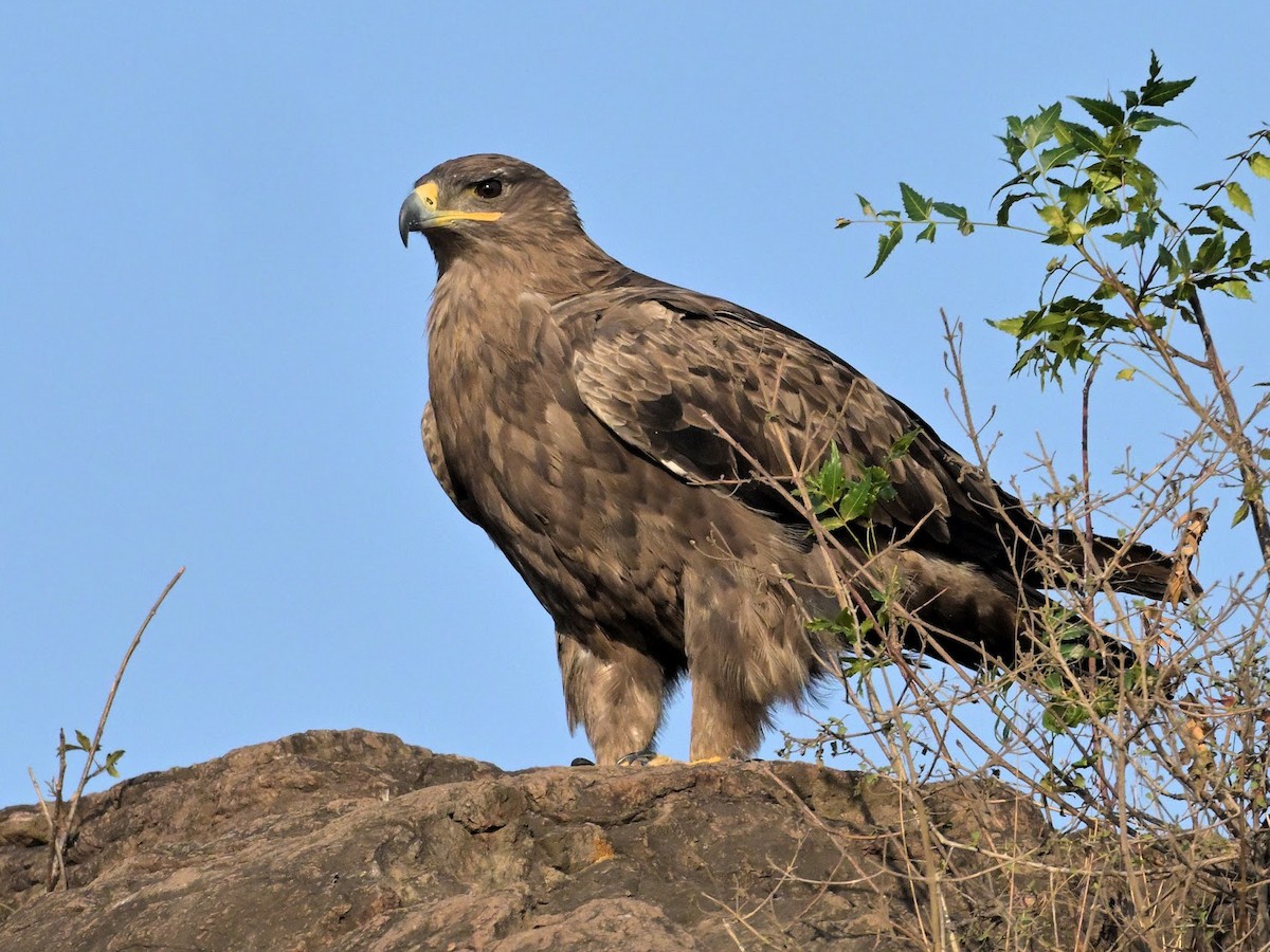 ソウゲンワシ - ML644685925