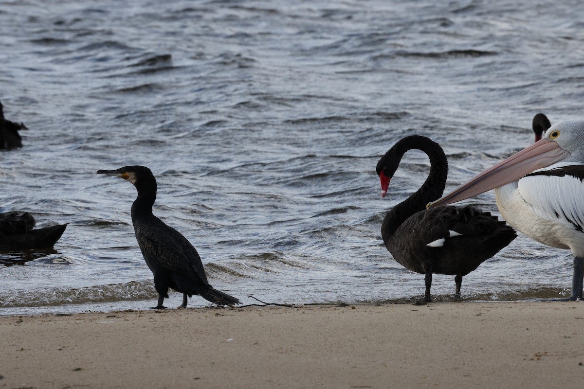 Большой баклан - ML644685926