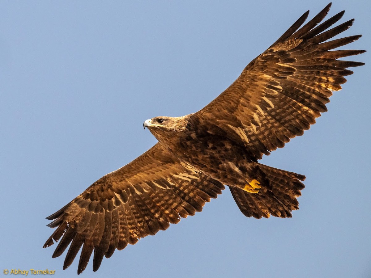 ソウゲンワシ - ML644685927