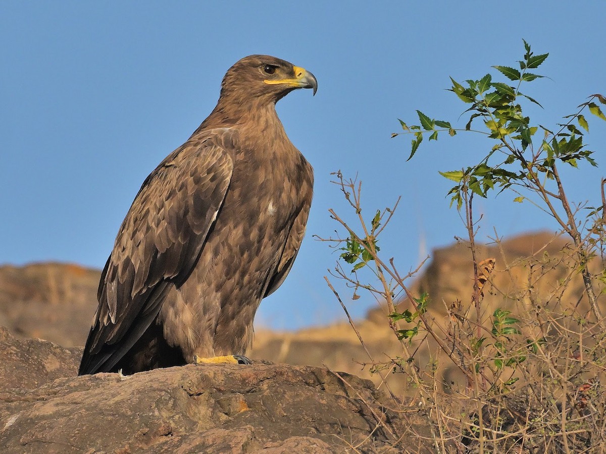 ソウゲンワシ - ML644685930