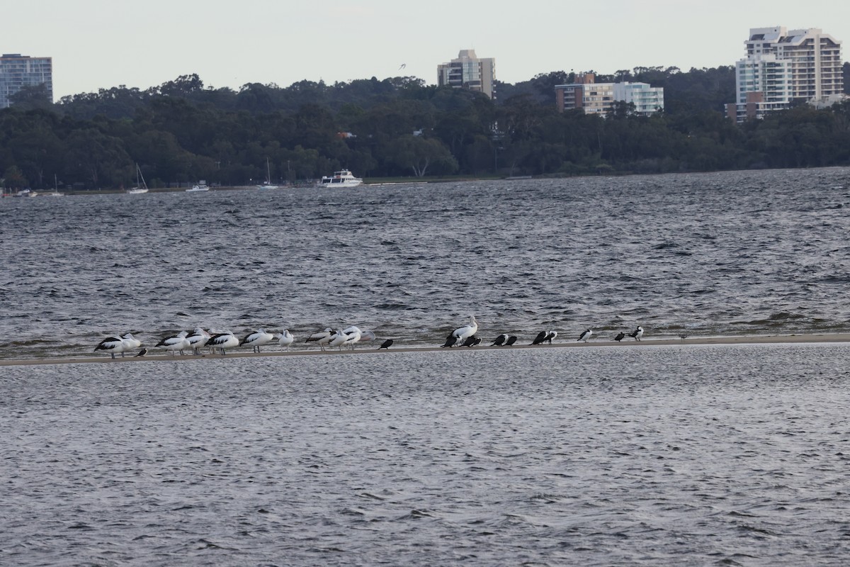 Little Black Cormorant - ML644685935