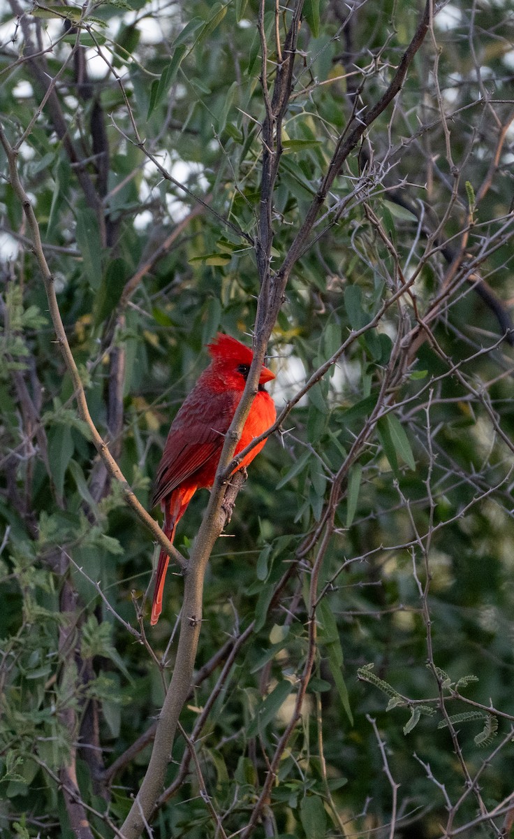 Красный кардинал - ML644685936