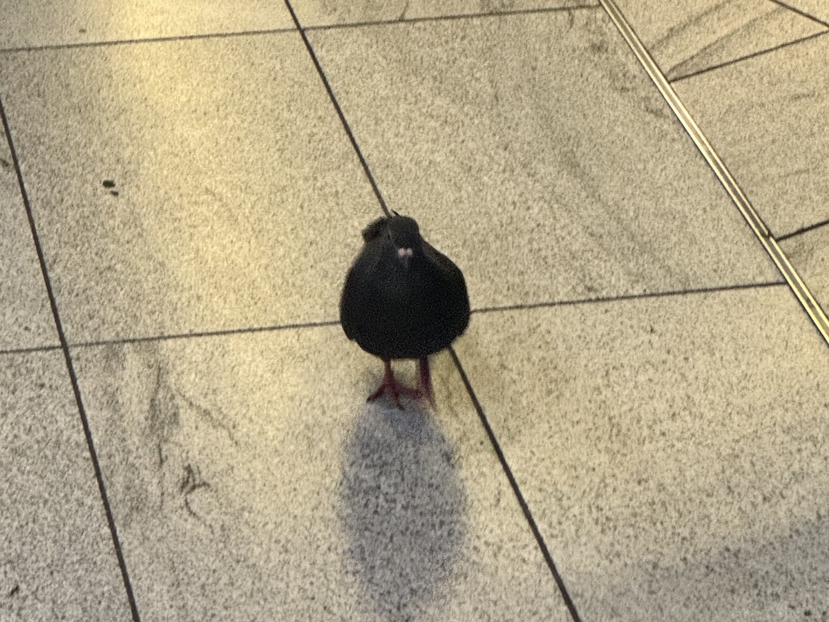 Felsentaube (Straßentaube) - ML644685937