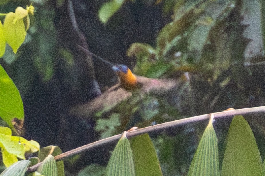 Ochre-collared Monarch - ML644685941