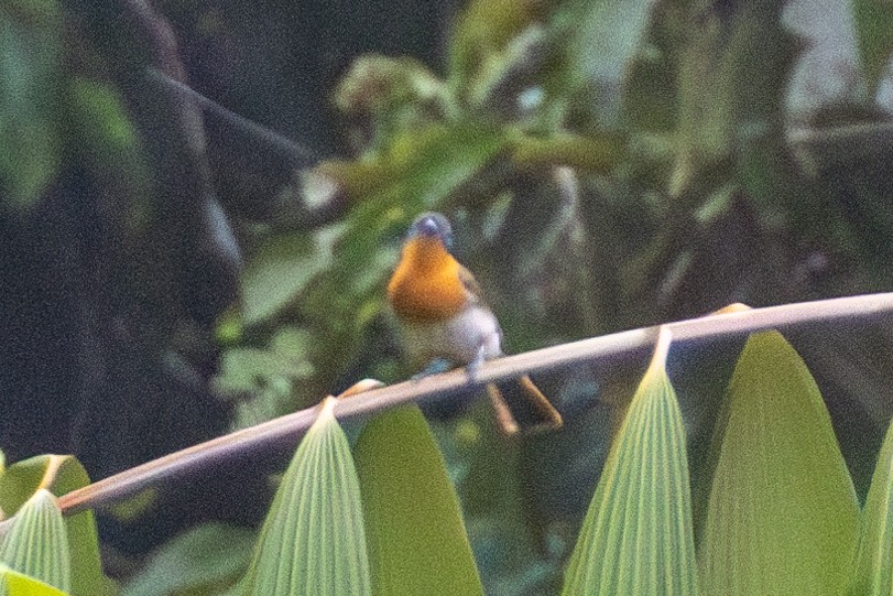 Ochre-collared Monarch - ML644685942