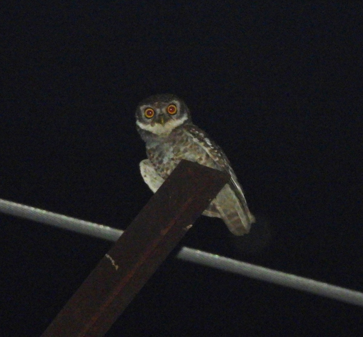 Spotted Owlet - ML644685943