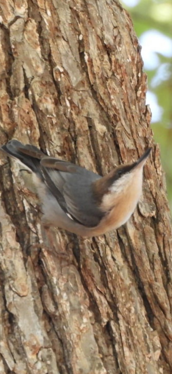Brown-headed Nuthatch - ML644685951