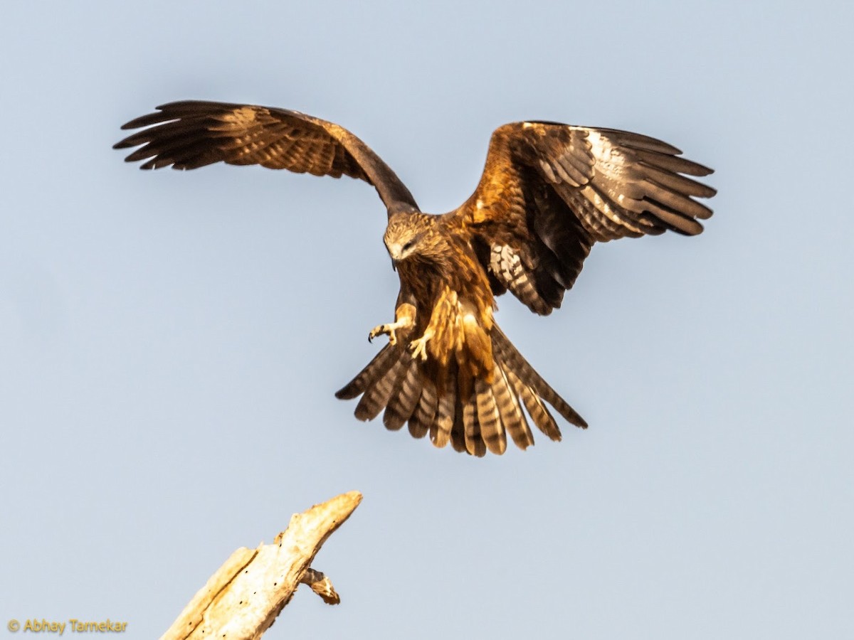 Black Kite - ML644685952