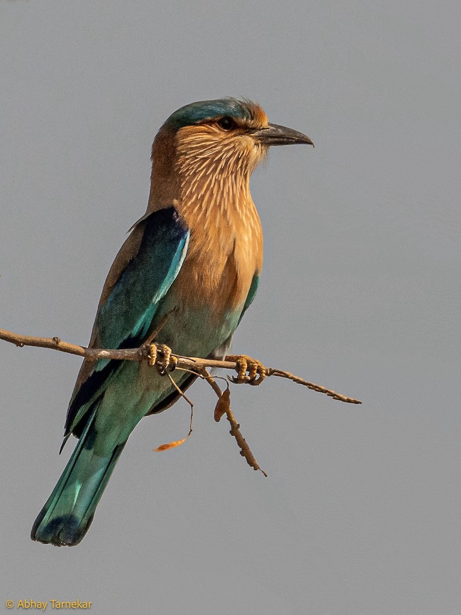Indian Roller - ML644685956