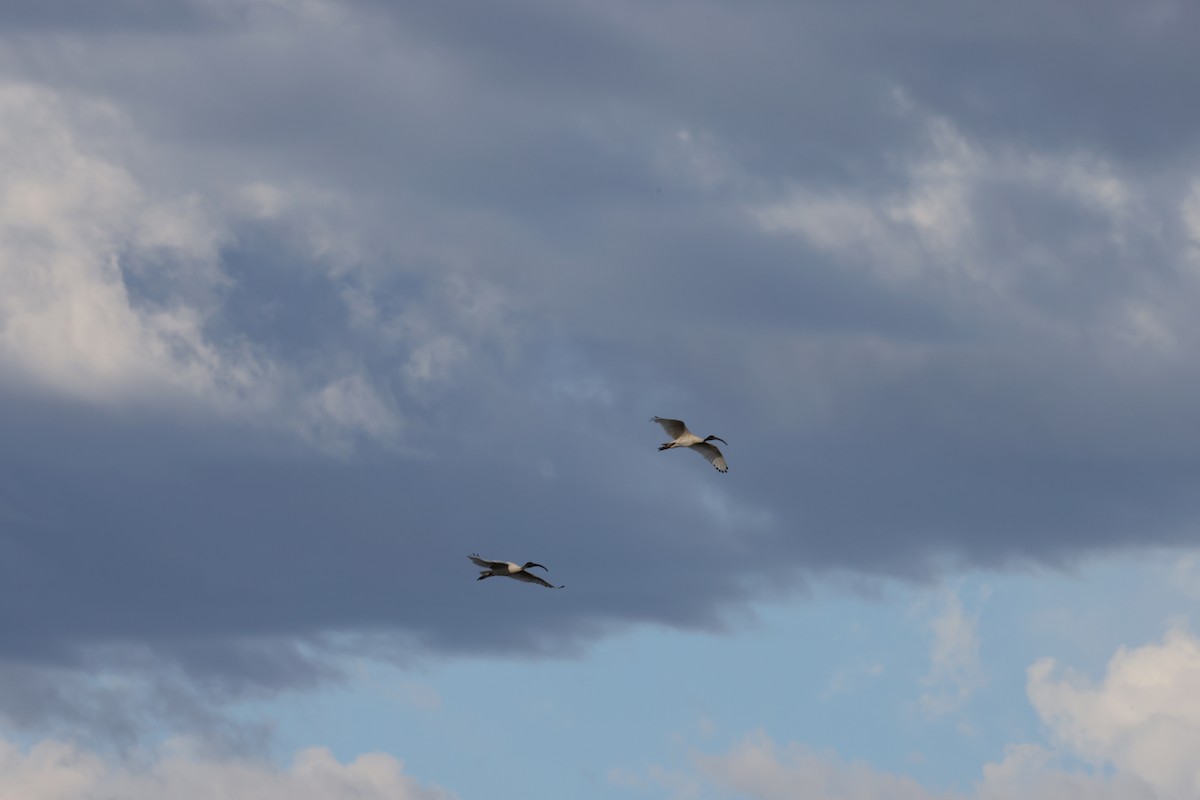 Australian Ibis - ML644685957