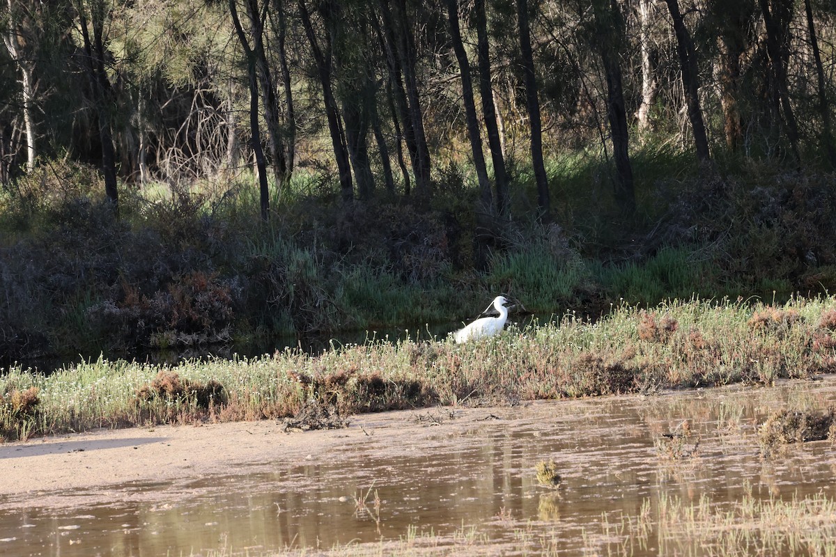 Little Egret - ML644685960