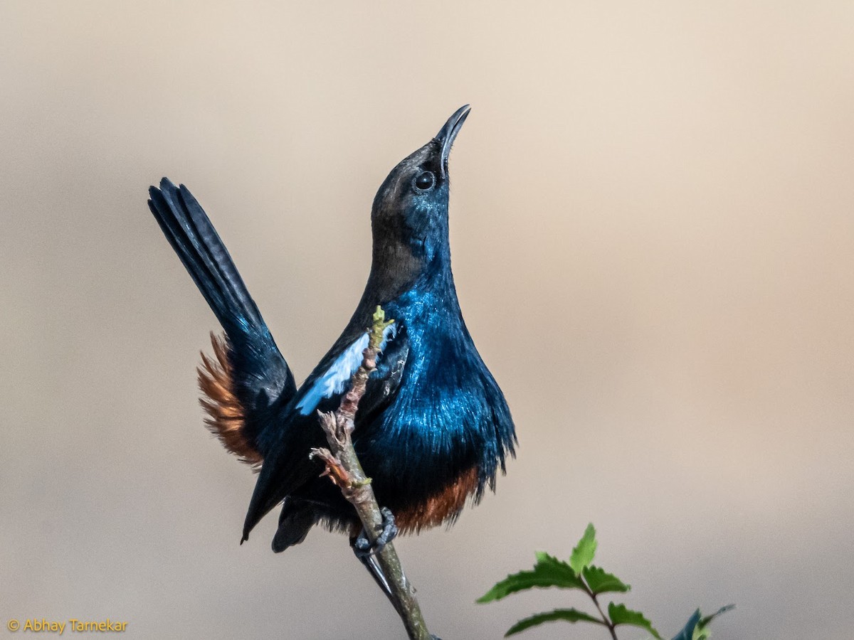 Indian Robin - ML644685961