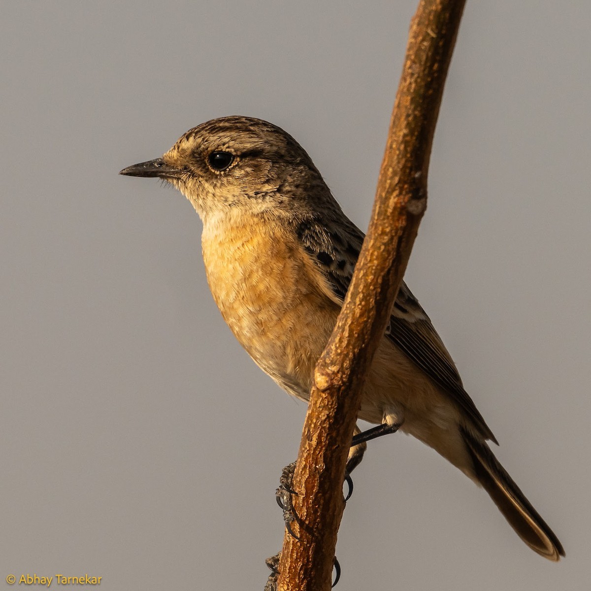 Siberian Stonechat - ML644685964