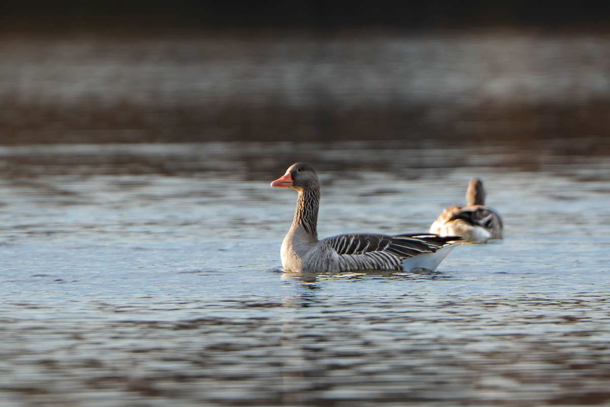 Graylag Goose - ML644685970