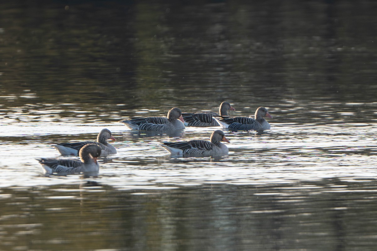Graylag Goose - ML644685971