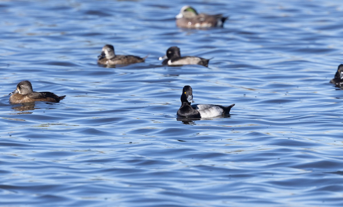 コスズガモ - ML644685973