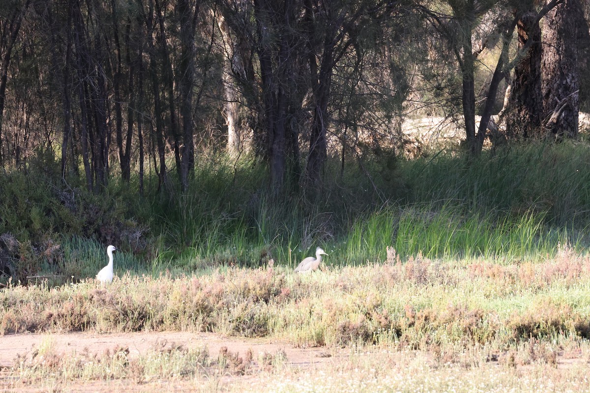 White-faced Heron - ML644685976