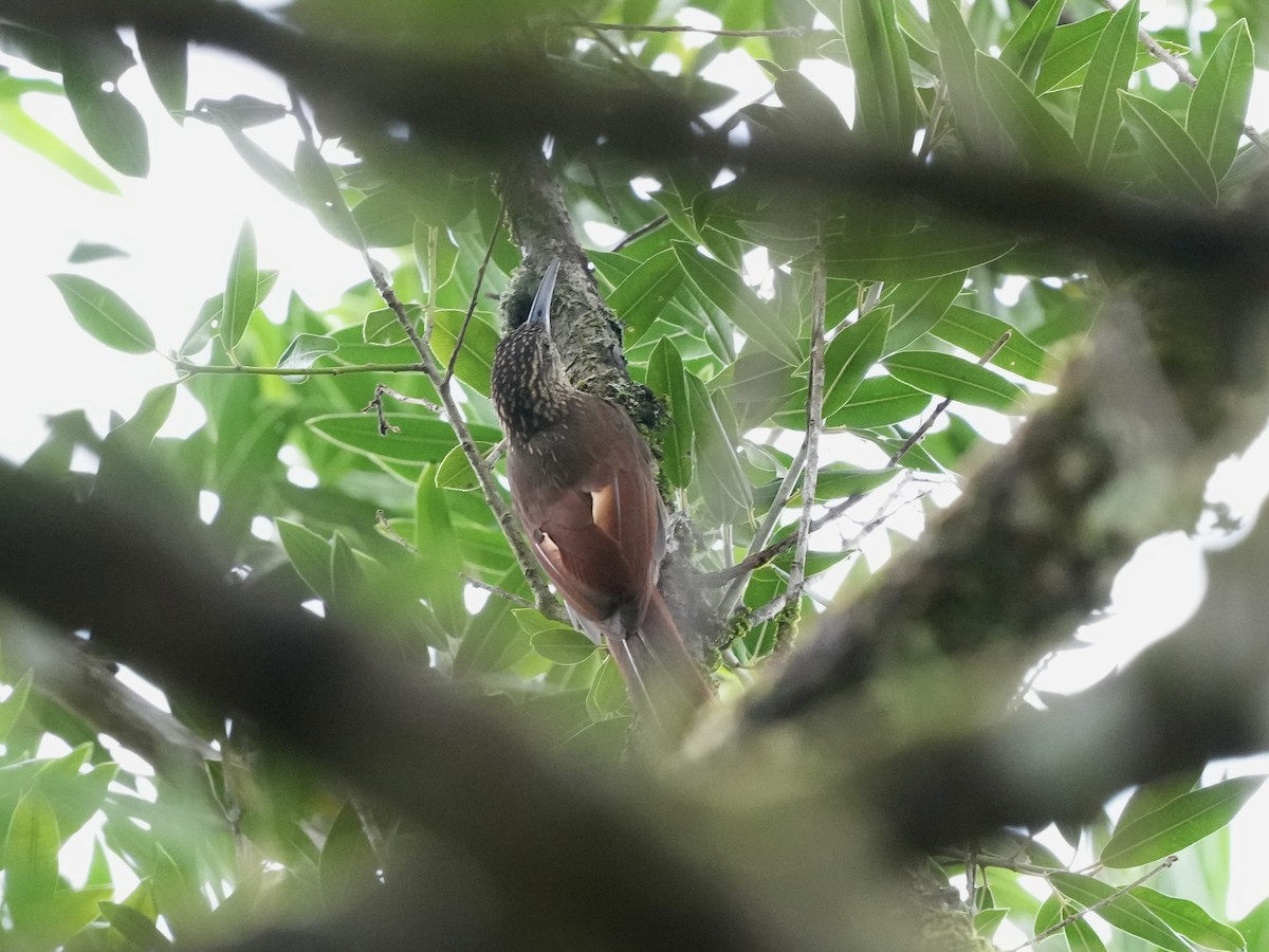 Cocoa Woodcreeper - ML644685979