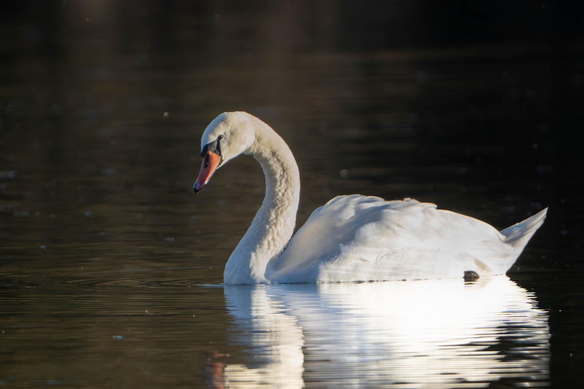 疣鼻天鵝 - ML644685980