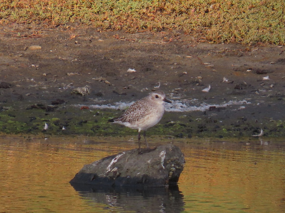 Black-bellied Plover - ML644685982