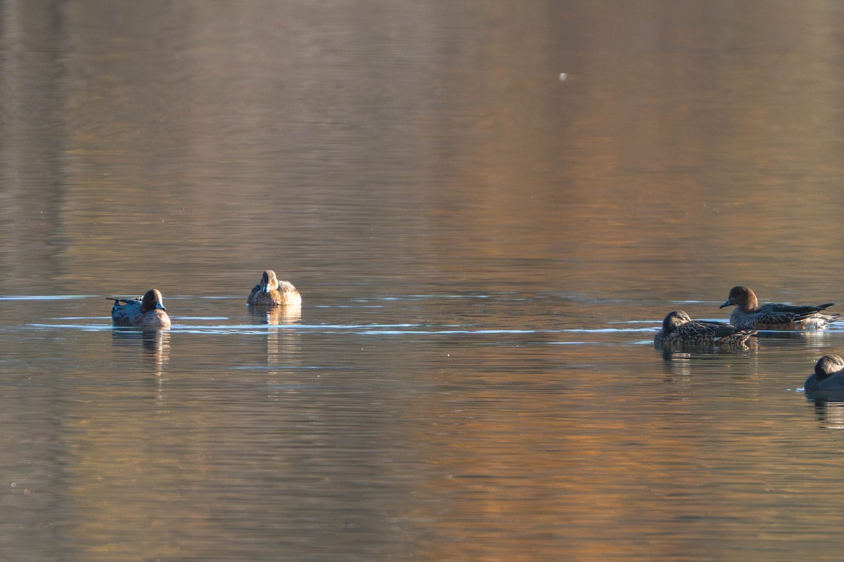Canard chipeau - ML644685988