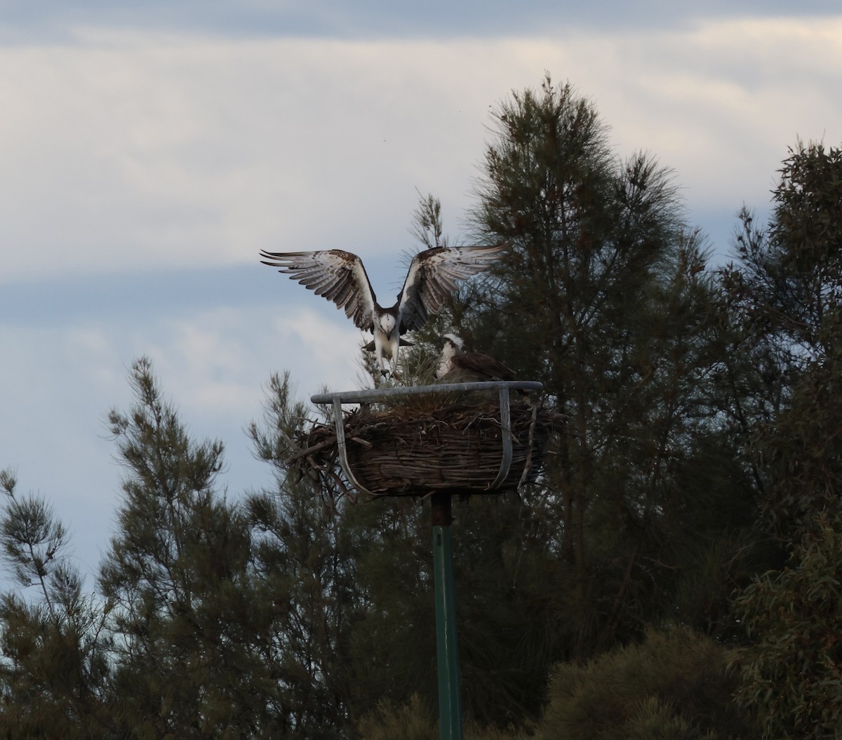 Osprey - ML644685992