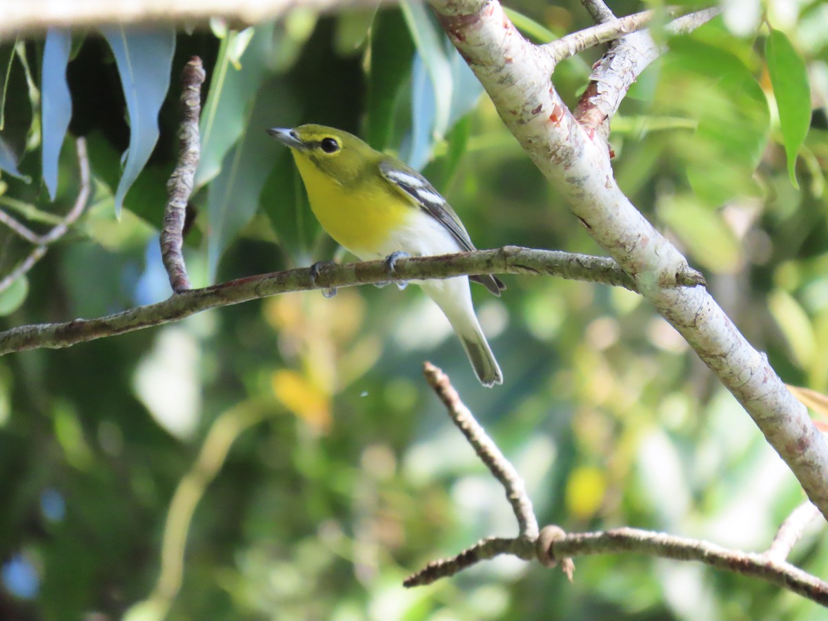 Yellow-throated Vireo - ML644685998