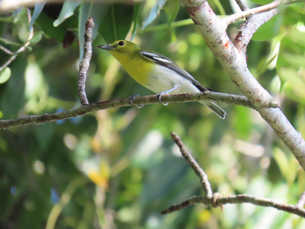 Yellow-throated Vireo - ML644685999